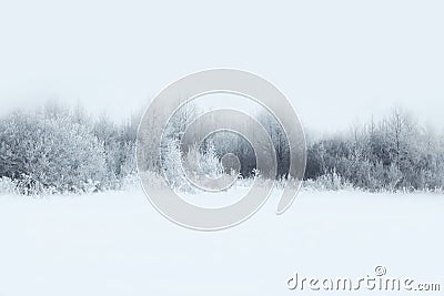 Beautiful winter forest landscape, trees covered snow Stock Photo