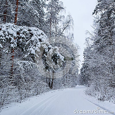 Beautiful winter forest with snowy trees and a white snowy road. Pine branch over the road and many twigs covered with snow Stock Photo