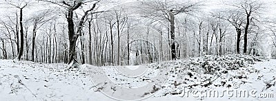 Beautiful winter forrest 360 degrees panorama Stock Photo