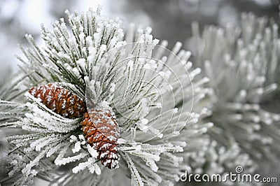 Beautiful winter frost. Branches of pine and cones in nature Stock Photo