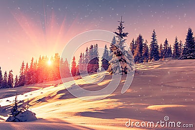 Beautiful winter landscape in mountains. View of snow-covered conifer trees and snowflakes at sunrise. Merry Christmas and happy Stock Photo