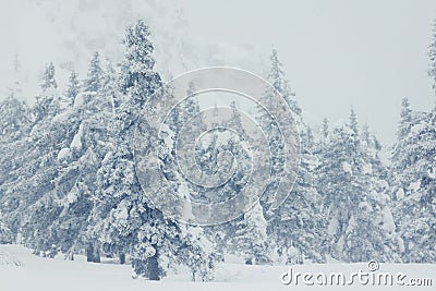 Beautiful winter landscape with snow covered trees Stock Photo