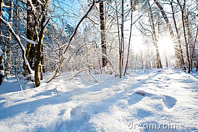 Beautiful winter landscape with snow covered trees - sunny winter day Stock Photo