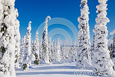 Beautiful winter landscape with snowy trees in Lapland, Finland. Frozen forest in winter. Stock Photo
