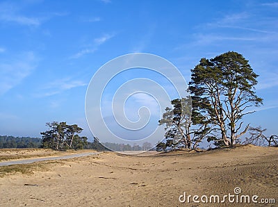 Sand dunes with isolated pine trees in the National Park Hoge Veluwe, province of Gelderland, Netherlands Stock Photo