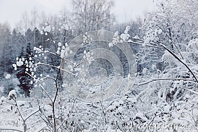 Snow-covered winter forest snowballs on bushes Stock Photo