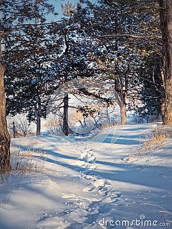 Beautiful winter morning in the pine forest with footprints in the snow and sunlight creeping through the trees Stock Photo