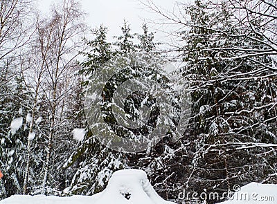 Winter Forest with Snow Layer Stock Photo