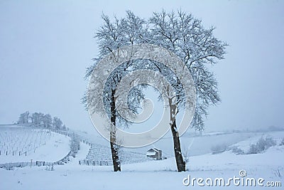 Beautiful winter nature with lots of snow. Tree with lots of snow and cold. Snowy winter i Stock Photo