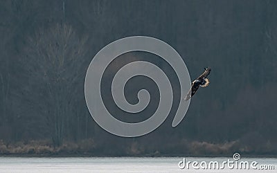 Soaring eagle over frozen lake Stock Photo