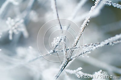 Beautiful winter tree branch covered in ice, frost crystal Stock Photo