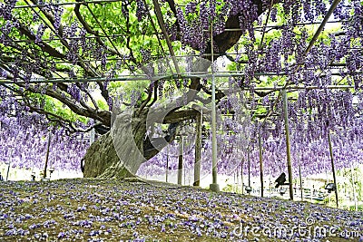 Beautiful Wisteria flower. Stock Photo