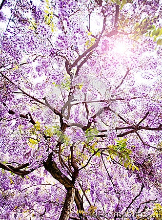 Beautiful Wisteria Tree Stock Photo