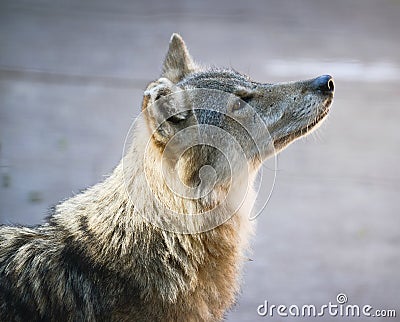 Beautiful wolf portrait Stock Photo