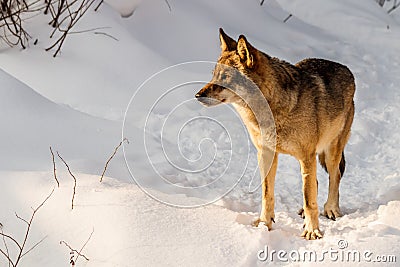 Beautiful wolf on a snowy road Stock Photo