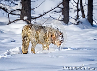 Beautiful wolf turns toward camera Stock Photo