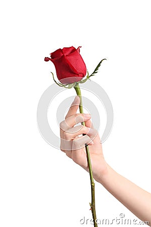 Beautiful woman hand holding a red rose Stock Photo