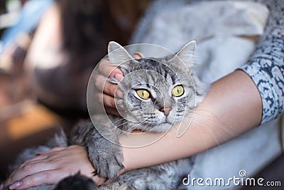 Beautiful woman at home holding and hug her lovely fluffy cat. Pets, friendship, trust, love, lifestyle concept. Friend of human. Stock Photo