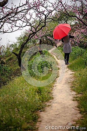 Beautiful woman in peach orchard Stock Photo