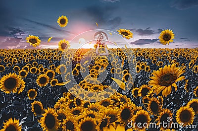 Beautiful woman in sunflower field photoshoot portrait beauty portrait photoshoot Stock Photo