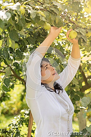 A beautiful Woman of 40 years is picking harvest of green apples from a tree in her garden. Summer-autumn. Farming, fruit growing Stock Photo