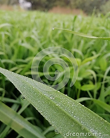Beautiful and wonderful greenery with dew drops Stock Photo