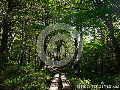 A beautiful wooden hiking pathway in forest. Senjogahara, Nikko, Japan. Stock Photo