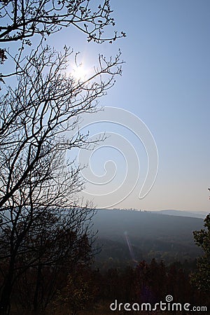 Beautiful woods in a forest Stock Photo