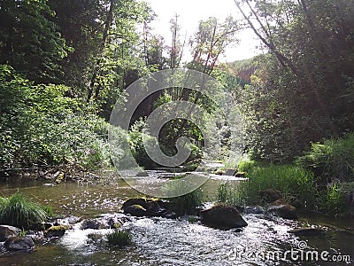 Beautiful woods peaceful cool love Stock Photo