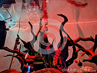 Beautiful woody design for decoration of aquarium tank. Stock Photo