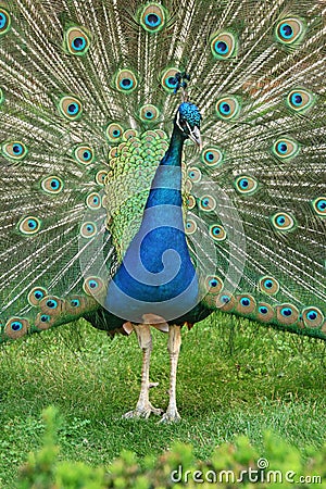 Beautiful wooing peacock from close-up. Brilliant natural patterns Stock Photo