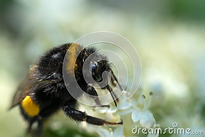 beautiful working bumblebee at white hydrangea blossom at sunny day. extreme macro, wild life Stock Photo