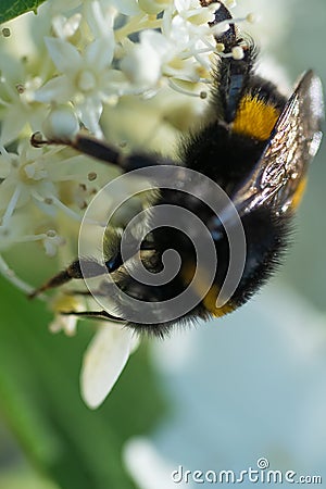 beautiful working bumblebee at white hydrangea blossom at sunny day. extreme macro, wild life Stock Photo