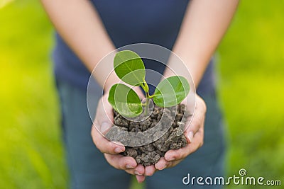 Beautiful world with our hands. Trees with money, saving money and growing hands. Stock Photo