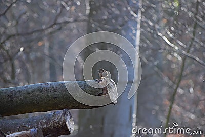 A Wren apparently testing the stability of a wooden Beam Stock Photo