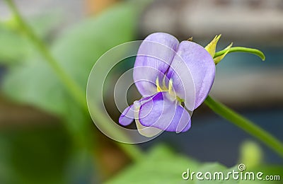 Beautiful Yardlong beans flower in the garden in tropical Stock Photo