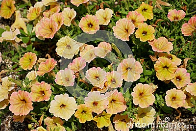 Yellow ad white color of hybrid Petunia `Supertunia Honey` Stock Photo