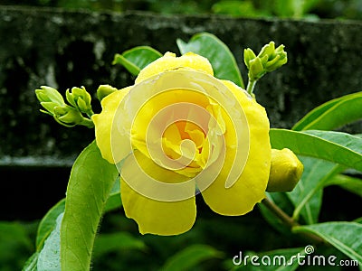 Beautiful yellow Allamanda flower. Stock Photo