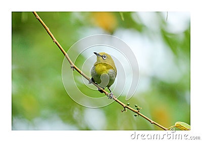 Beautiful yellow bird wall art print Stock Photo