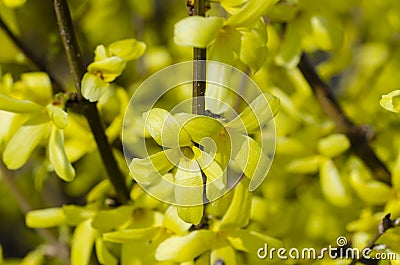 Beautiful yellow blooming of Border Forsythia Stock Photo