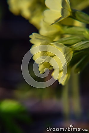 Beautiful yellow blossoms of a cowslips in spring Stock Photo