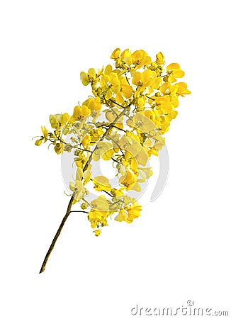 Beautiful yellow bouguet flowers Stock Photo