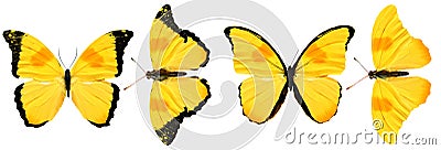 beautiful yellow butterflies isolated on white background. four tropical moths. Stock Photo