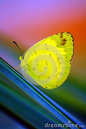 Beautiful Yellow Butterfly Stock Photo