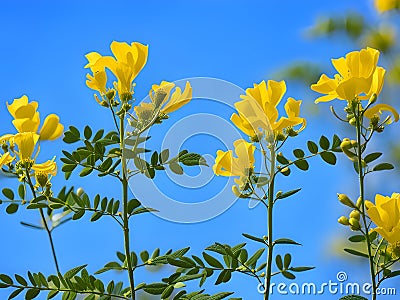 beautiful yellow cassia flowers in the garden Stock Photo