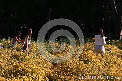 Beautiful yellow Chrysanthemum flower blooming in field, golden daisy flowers blooming in the garden form on summer, tourists Editorial Stock Photo