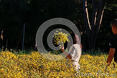 Beautiful yellow Chrysanthemum flower blooming in field, golden daisy flowers blooming in the garden form on summer, tourists Editorial Stock Photo