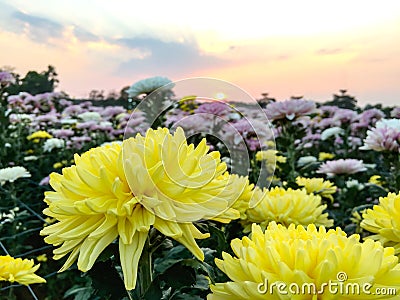 Close-up of beautiful yellow chrysanthemum hardy chrysanth on pink flowers nature background. Stock Photo