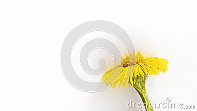 Beautiful yellow coltsfoot flower bud isolated with shadow on white background. Tussilago farfara. Used to treat lung diseases Stock Photo