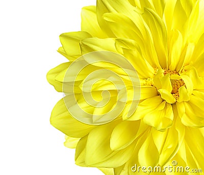 Beautiful yellow dahlia flower on white background Stock Photo